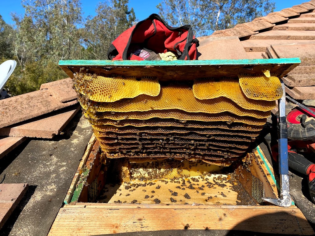 Victory Bee Removal | 3125 Jemez Dr, San Diego, CA 92117, USA | Phone: (619) 494-0757