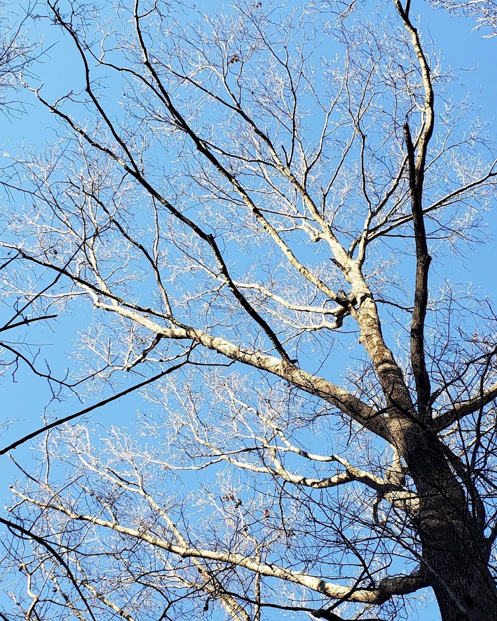 Beaver Marsh Nature Preserve | Cascadilla Street, Ambridge St, Durham, NC 27704, USA | Phone: (919) 698-9729