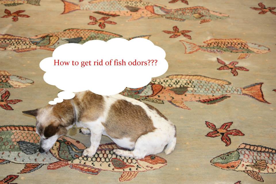 Woven Art Antique & New Decorative Carpets | 624 Hammond St, Chestnut Hill, MA 02467, USA | Phone: (617) 264-2002