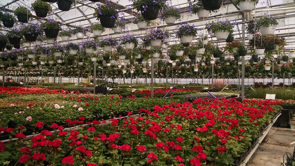 HillTop Greenhouse & Farms | 8996 W Liberty Rd, Ann Arbor, MI 48103, USA | Phone: (734) 302-4233