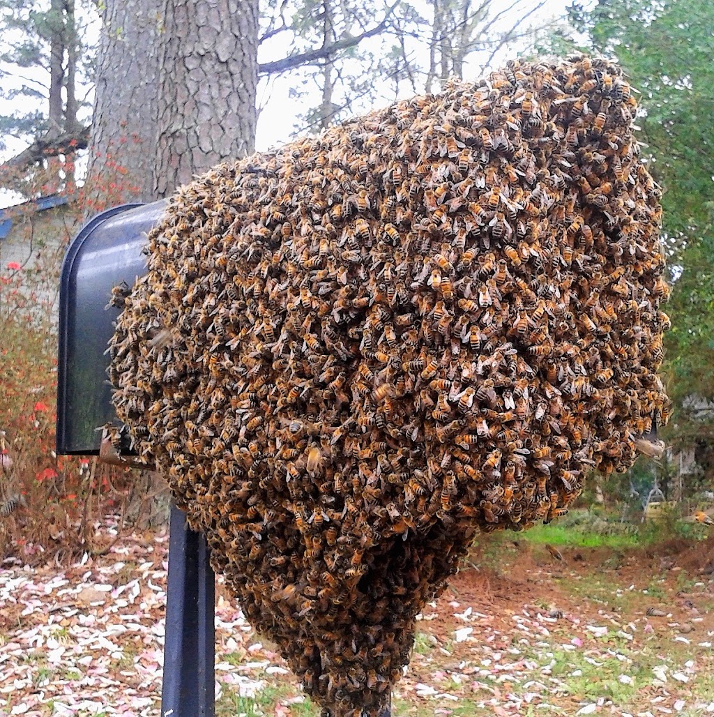 Southeast Bee Removal LLC | 477 Coastline Rd, Fayetteville, GA 30214, USA | Phone: (404) 594-2337