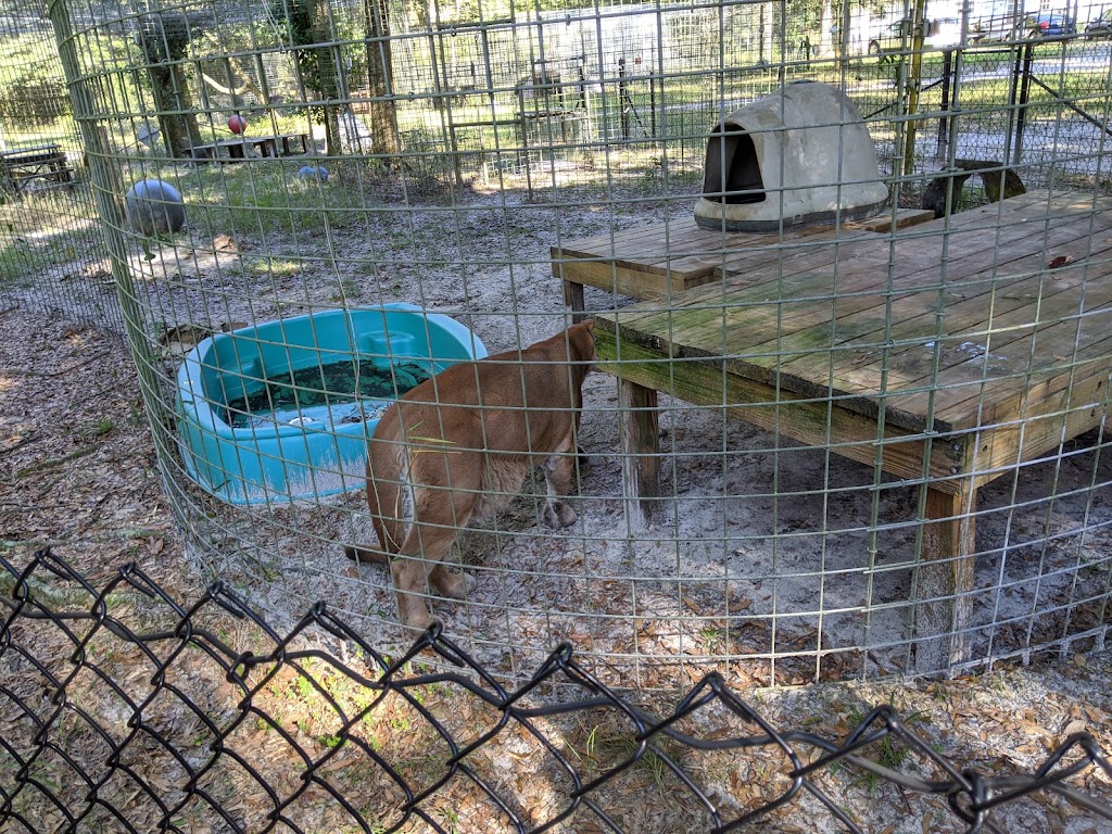 Wildlife Survival Sanctuary | 18212 Booming Rd, Spring Hill, FL 34610, USA | Phone: (352) 797-4785