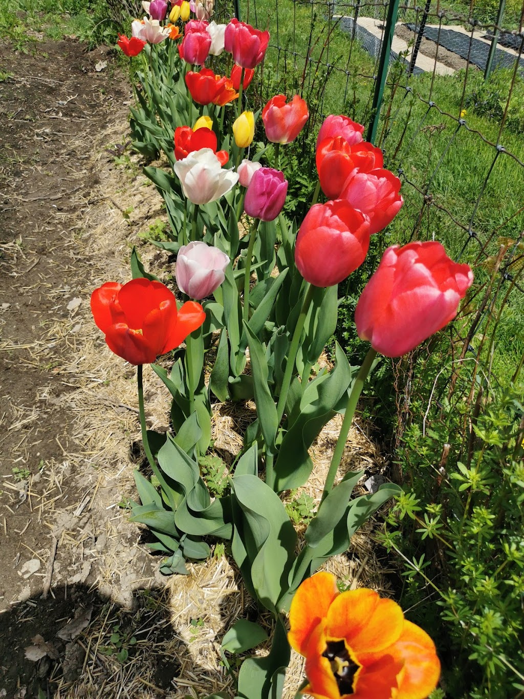 Tawasentha Park Community Gardens | 181 NY-146, Altamont, NY 12009, USA | Phone: (518) 452-7450