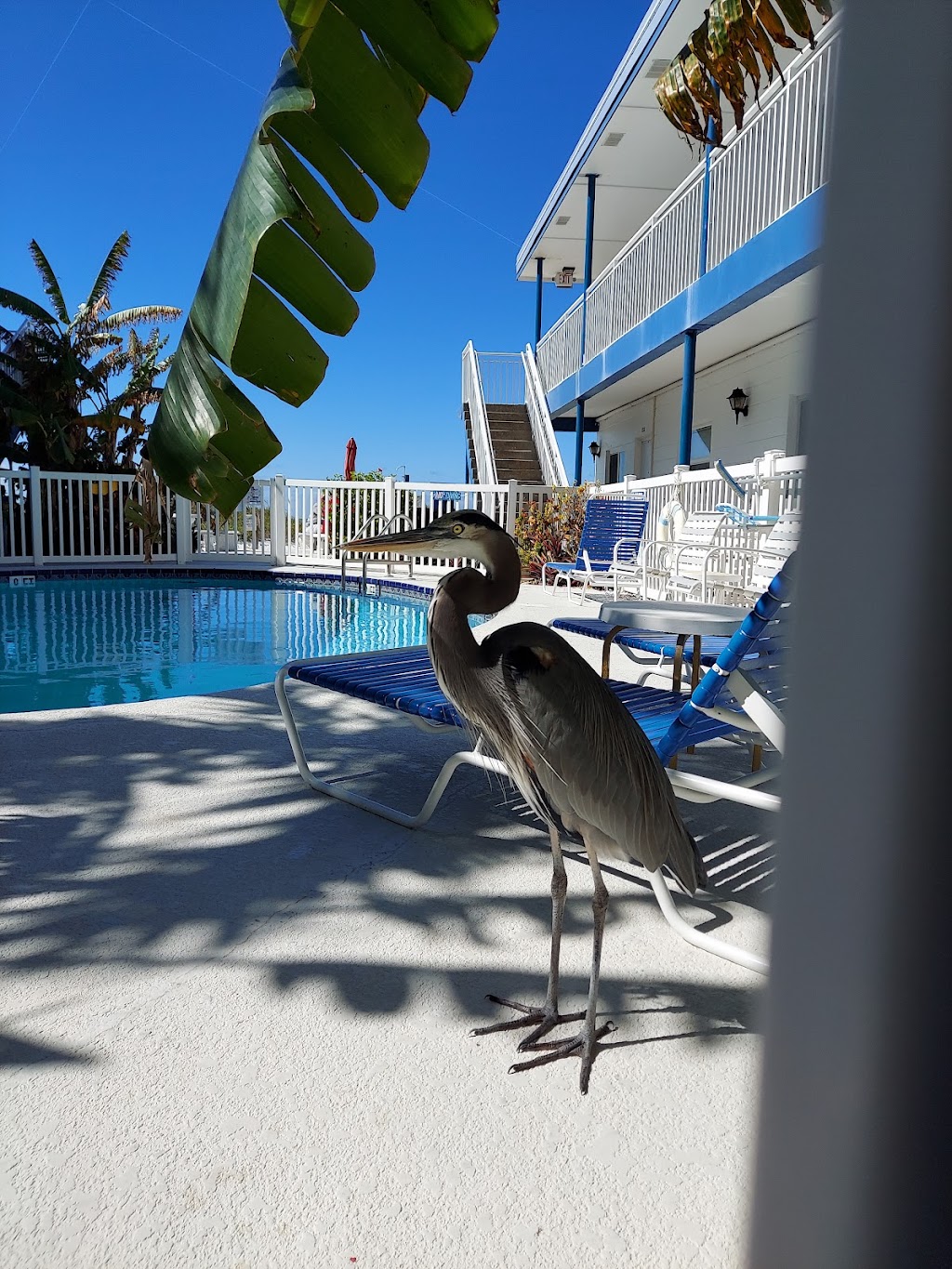 Great Heron Inn | 68 Gulf Blvd, Indian Rocks Beach, FL 33785, USA | Phone: (727) 595-2589