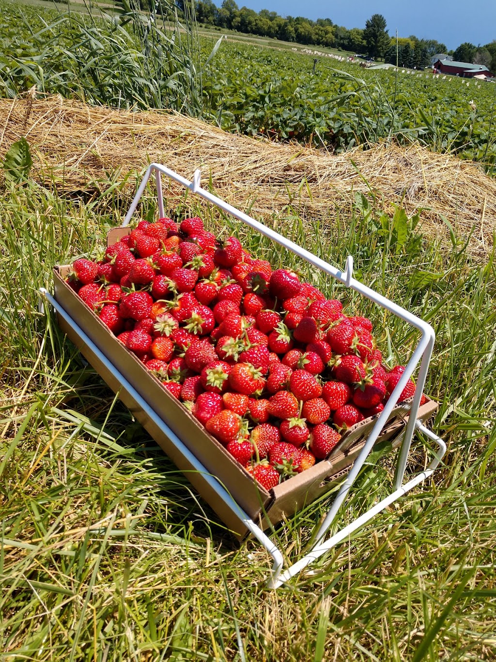 Berry Farmer | E10222 Hoot Owl Valley Road, Baraboo, WI 53913, USA | Phone: (608) 355-1965