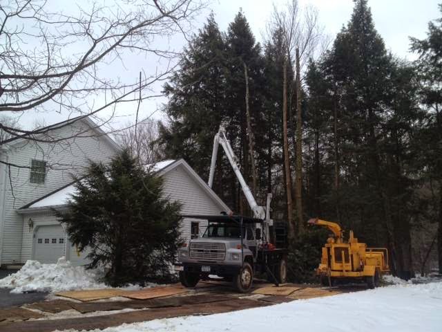 Welsh Tree Care | 2079 Cook Rd, Charlton, NY 12019, USA | Phone: (518) 813-7120