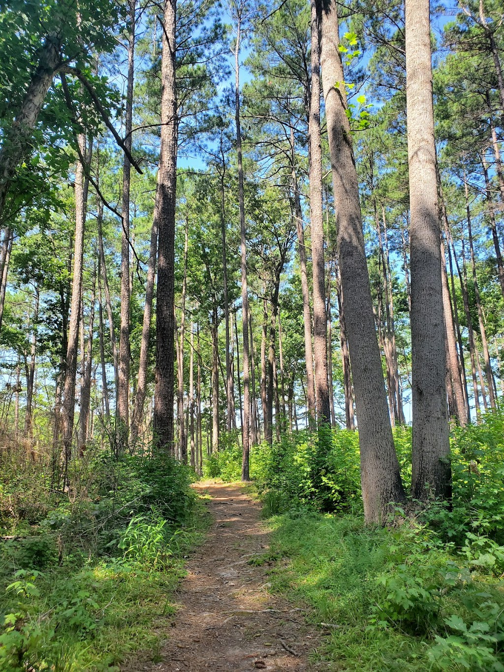 Jordan Lake Educational State Forest | 2832 Big Woods Rd, Chapel Hill, NC 27517, USA | Phone: (919) 542-1154