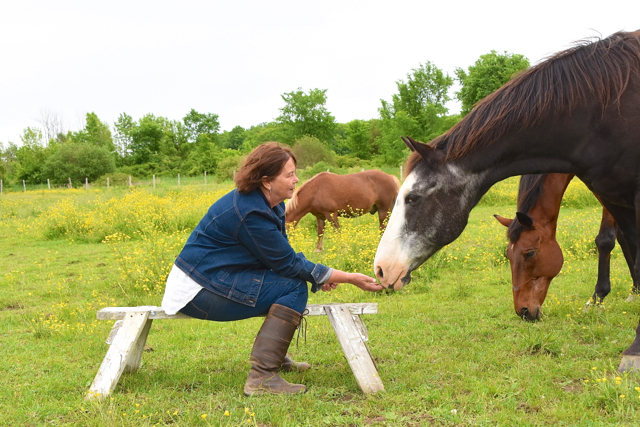 Willow Springs Horse Connections | 350 Cream St, Fenwick, ON L0S 1C0, Canada | Phone: (905) 323-5423