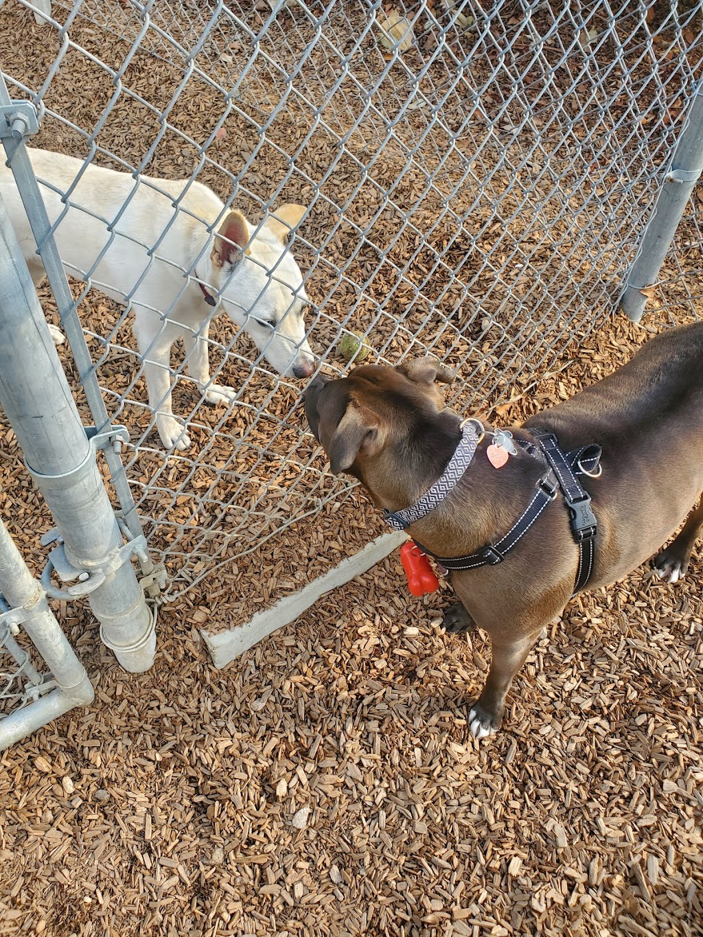 Pantera Dog Park | 738 Pantera Dr, Diamond Bar, CA 91765, USA | Phone: (909) 839-7070