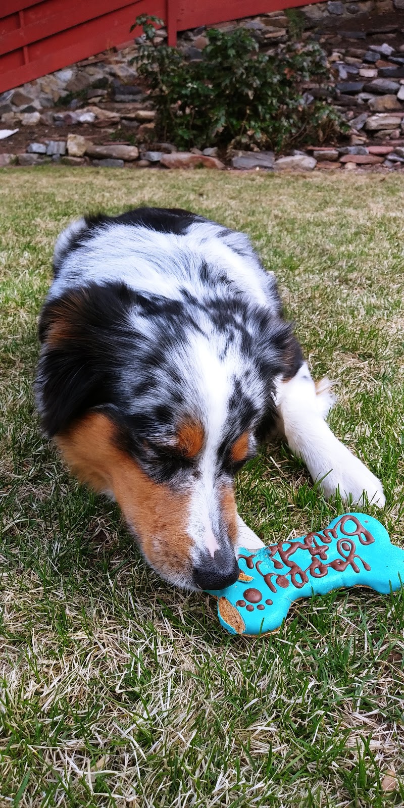 Cosmos Dog Bakery and Pet Supplies | 10111 W 26th Ave #101, Wheat Ridge, CO 80215, USA | Phone: (303) 232-1477