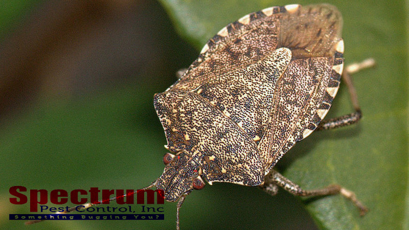 Spectrum Pest Control | 116 Avon Dr, Butler, PA 16001, USA | Phone: (724) 719-9244