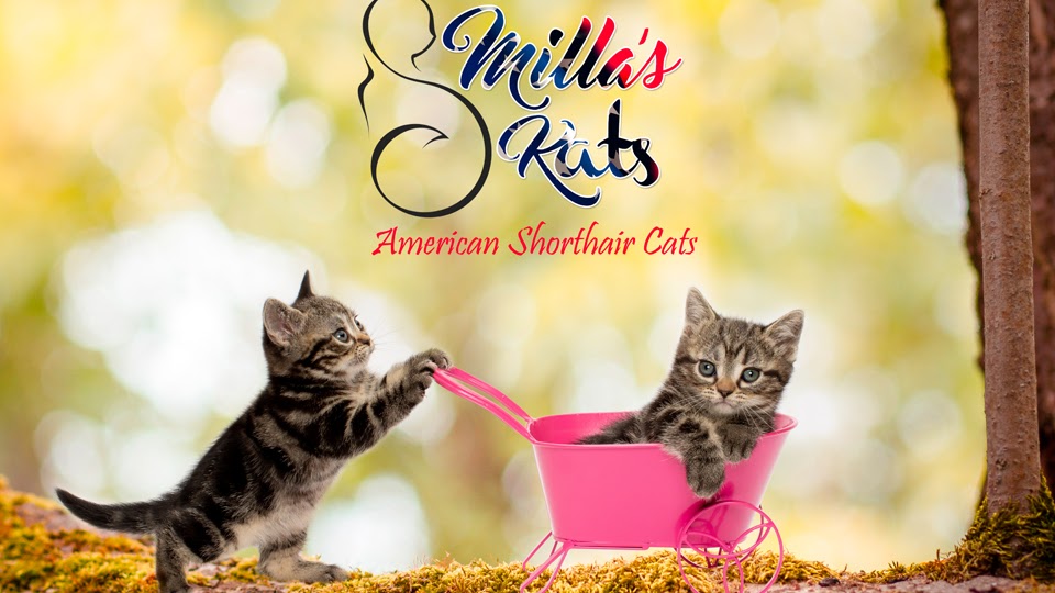 Millas Kats | 3410 La Sierra Ave F, Riverside, CA 92503, USA | Phone: (951) 237-5214