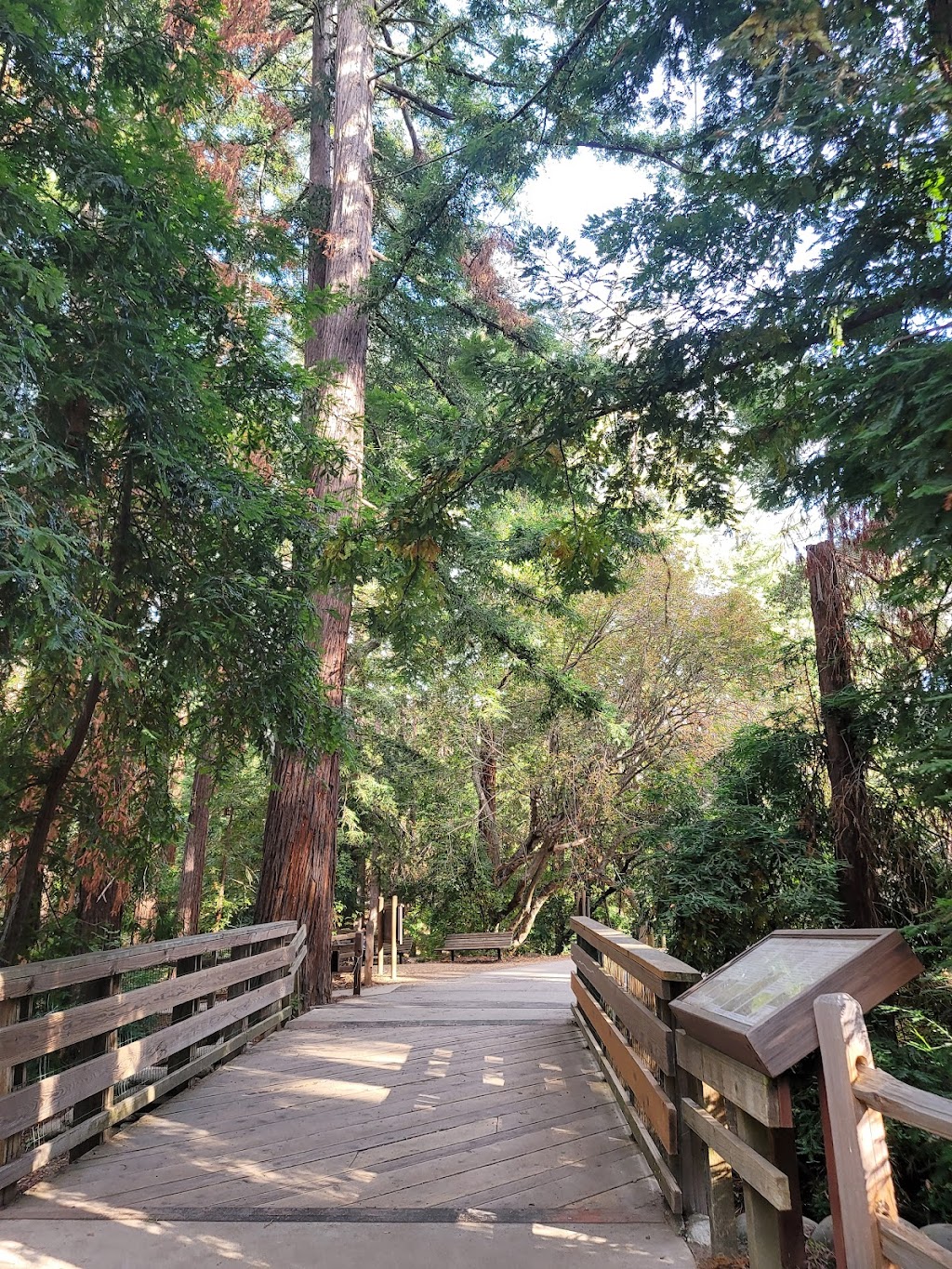 Redwood Grove Nature Preserve | 482 University Ave, Los Altos, CA 94022, USA | Phone: (650) 947-2790