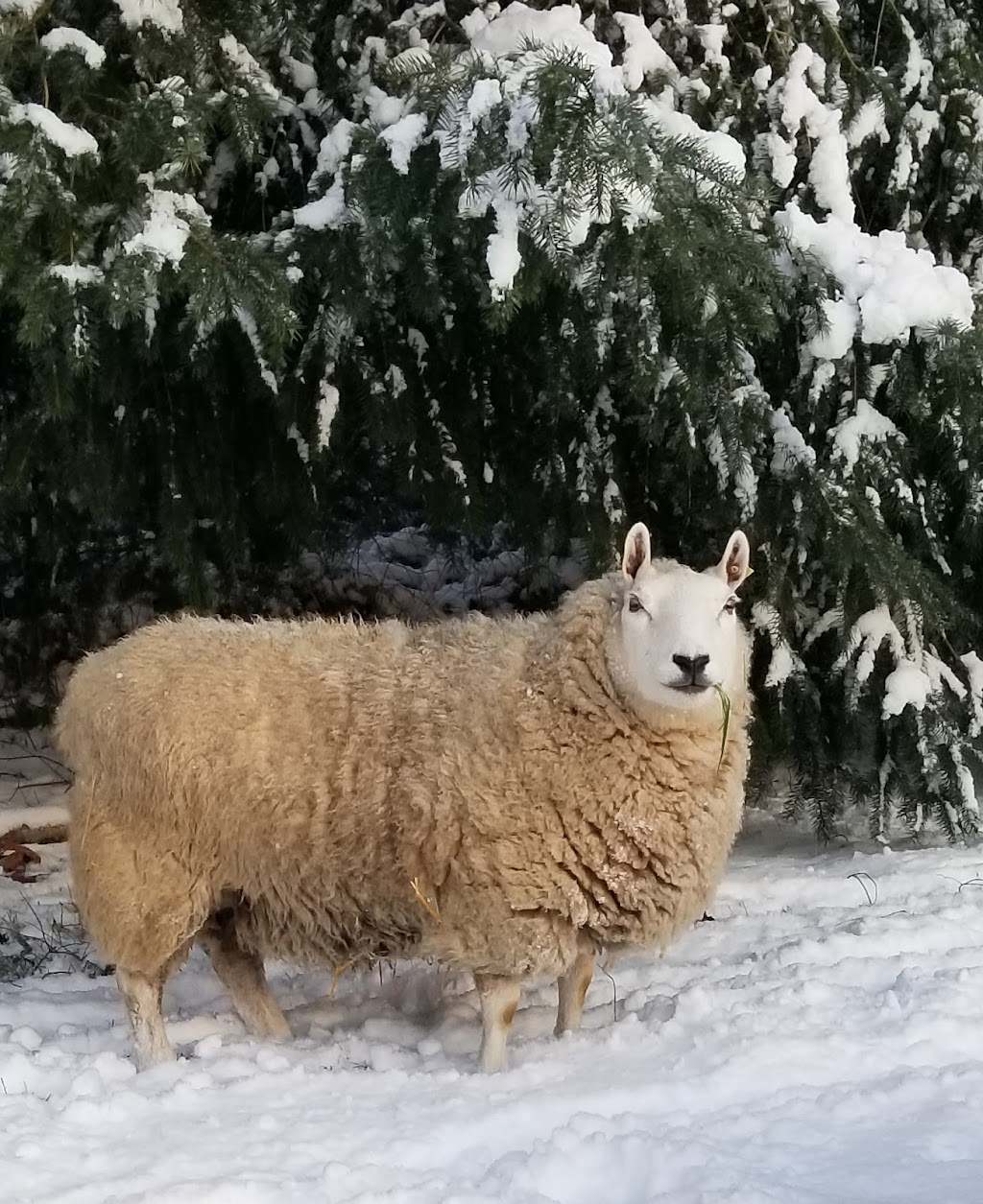 Shepherds Bounty | 5823 Flagler Rd, Nordland, WA 98358, USA | Phone: (360) 531-1273