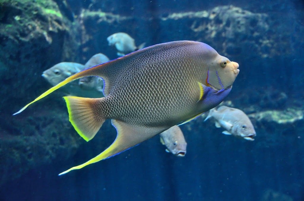 Exotic Fish & Corals | 804 E Lincoln Ave, Orange, CA 92865, USA | Phone: (714) 771-2073