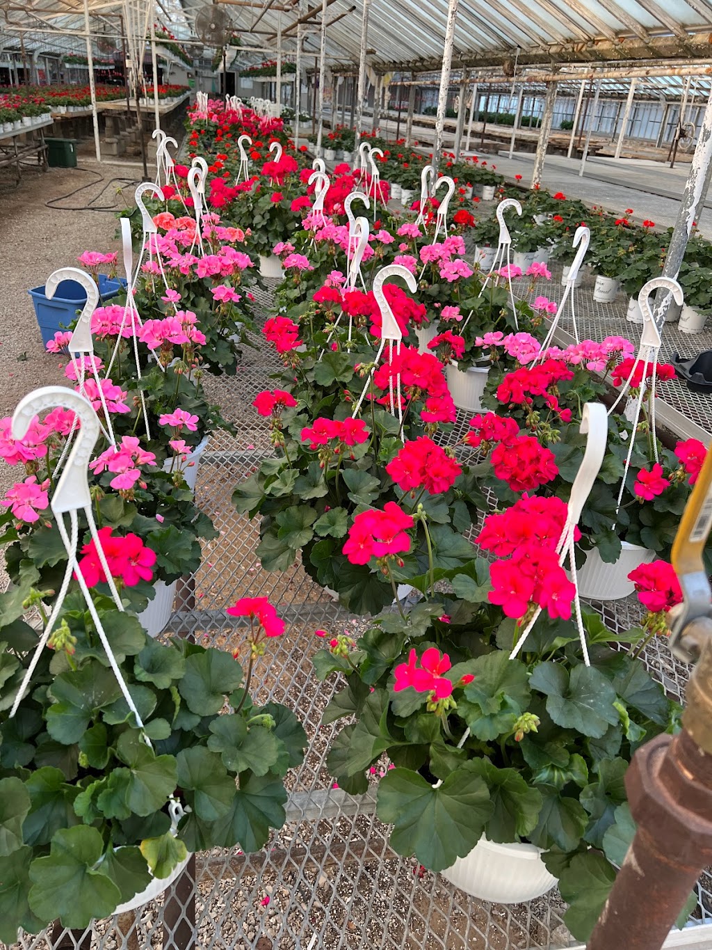 Rush Garden Center Greenhouse | 30617 Henry Ruff Rd #2025, Romulus, MI 48174, USA | Phone: (734) 721-7874