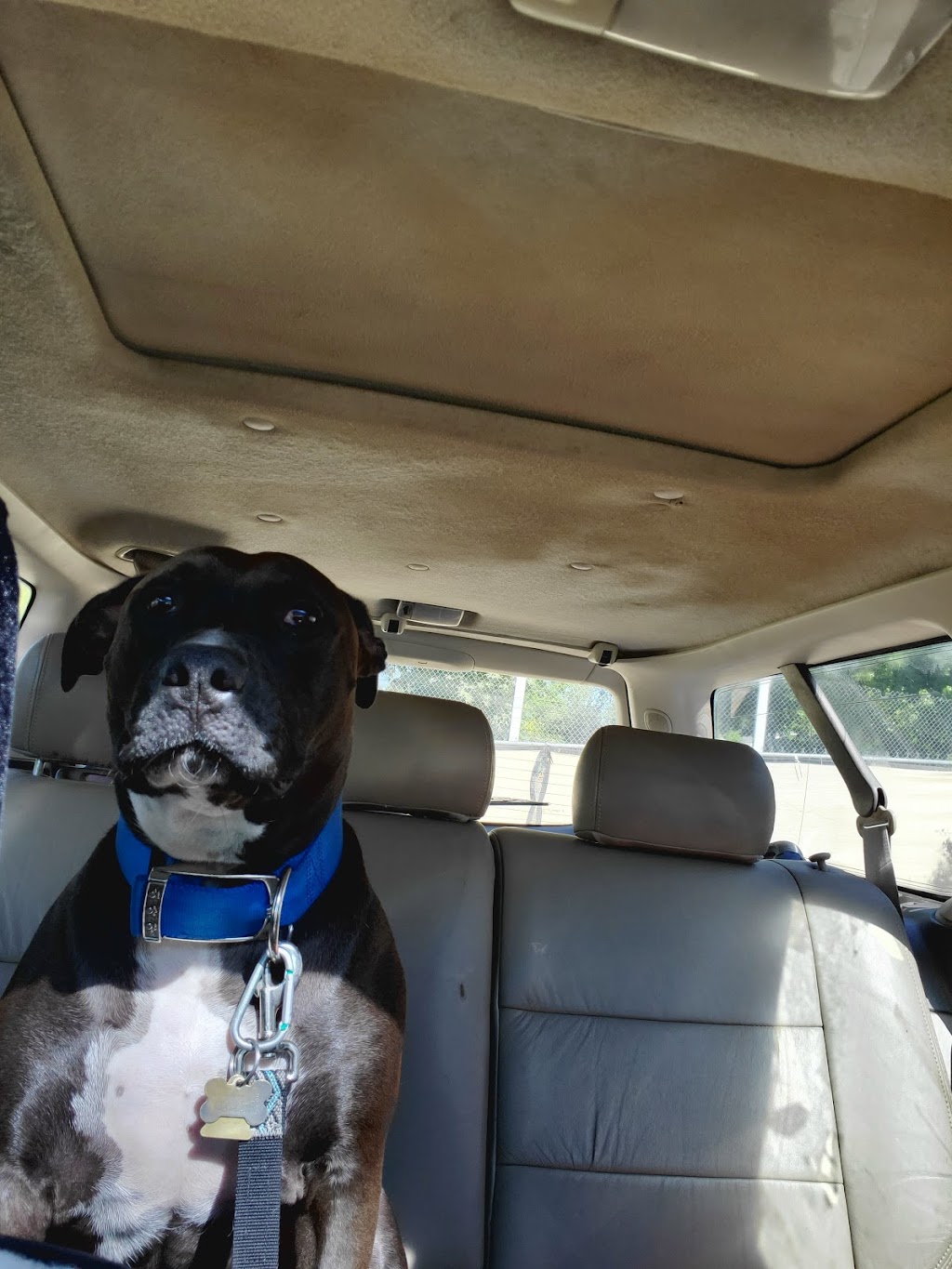 Pleasant Valley Pet Clinic | 4561 Pleasant Valley Rd, Placerville, CA 95667, USA | Phone: (530) 644-2424