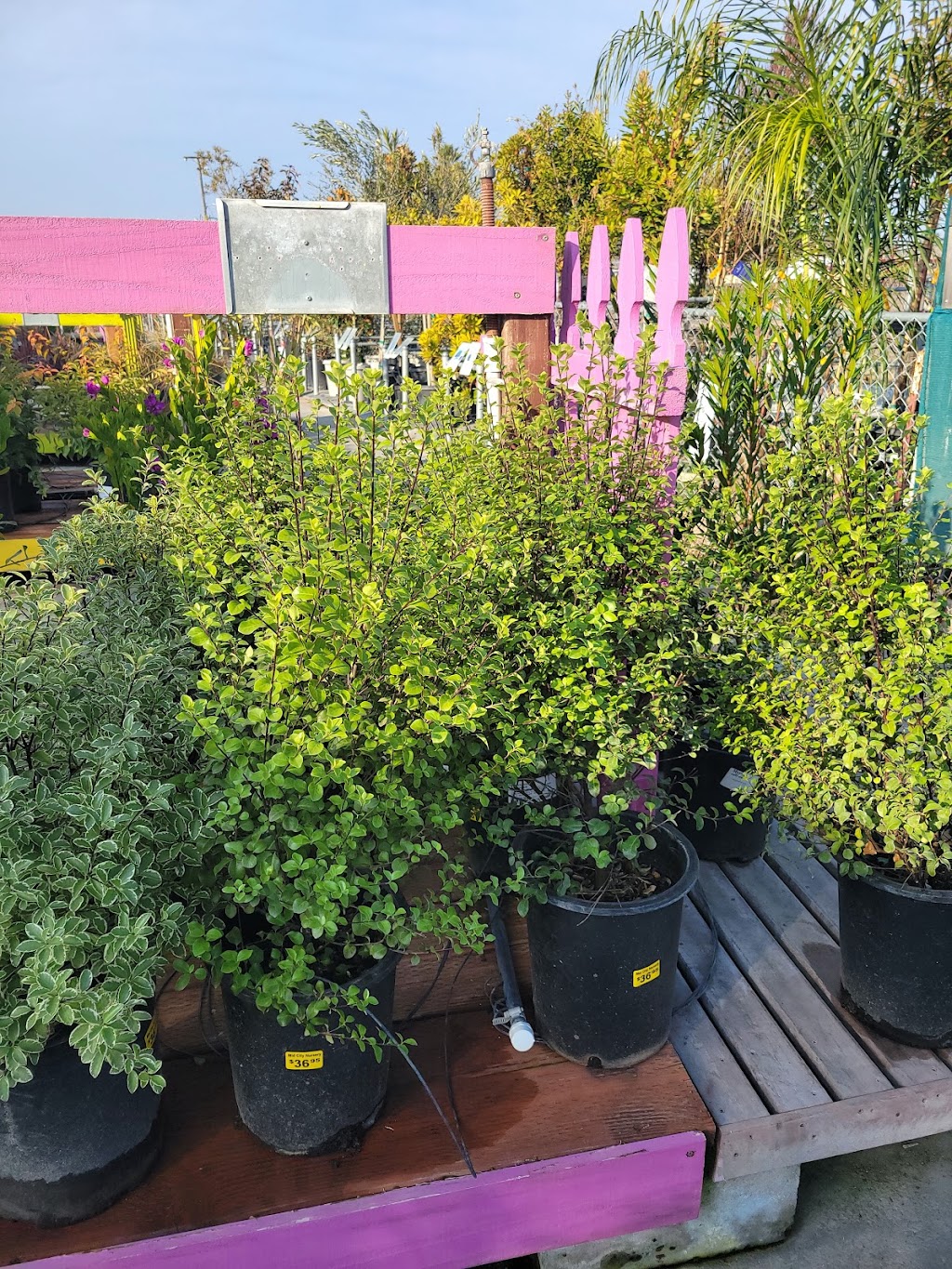 Mid City Nursery | 3635 Broadway, American Canyon, CA 94503, USA | Phone: (707) 642-4167