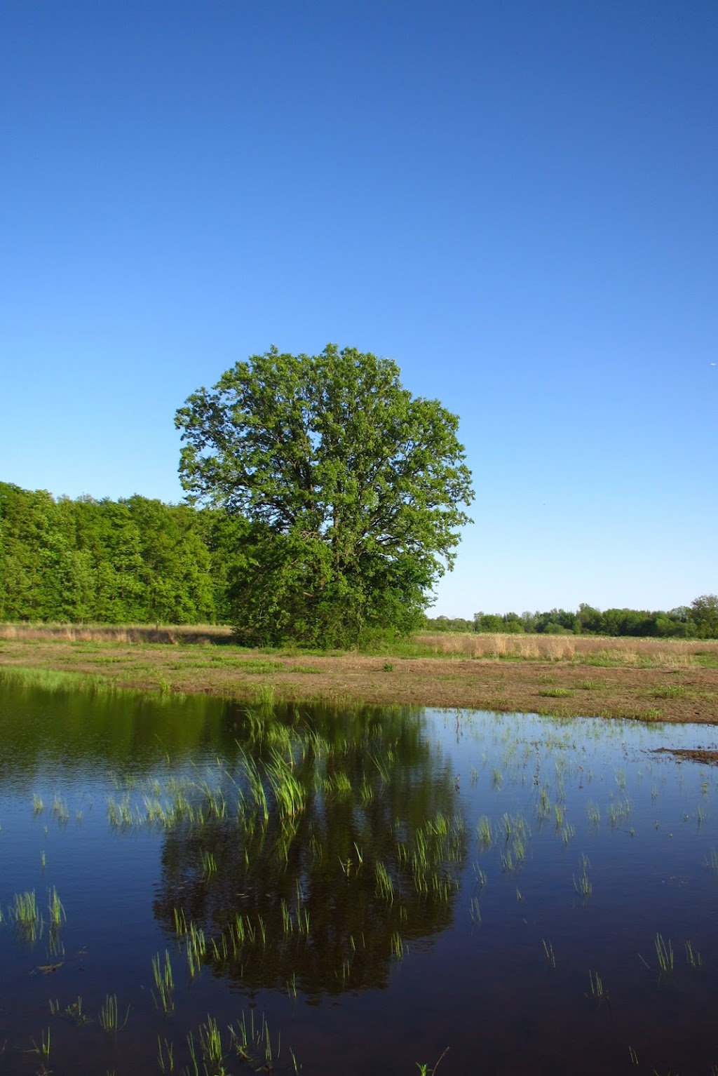 Pittsfield Preserve Southeast | 6201 W Michigan Ave, Saline, MI 48176, USA | Phone: (734) 822-3135