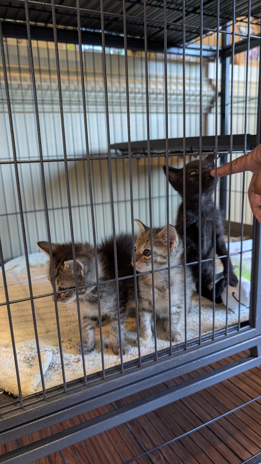 Lanier Animal Hospital | 5700 Cumming Hwy NE Building B, Sugar Hill, GA 30518, USA | Phone: (770) 831-5965