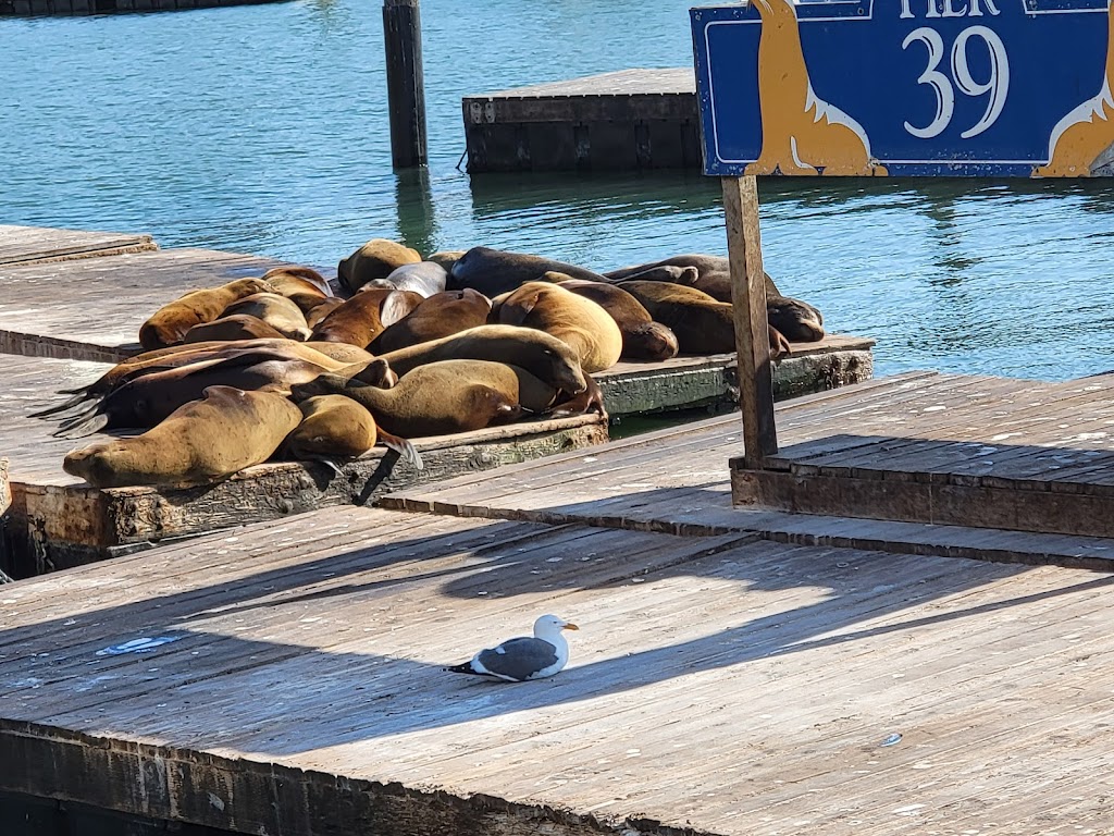 SF Bay Whale Watching | Pier 39, Beach St, San Francisco, CA 94133, USA | Phone: (415) 331-6267