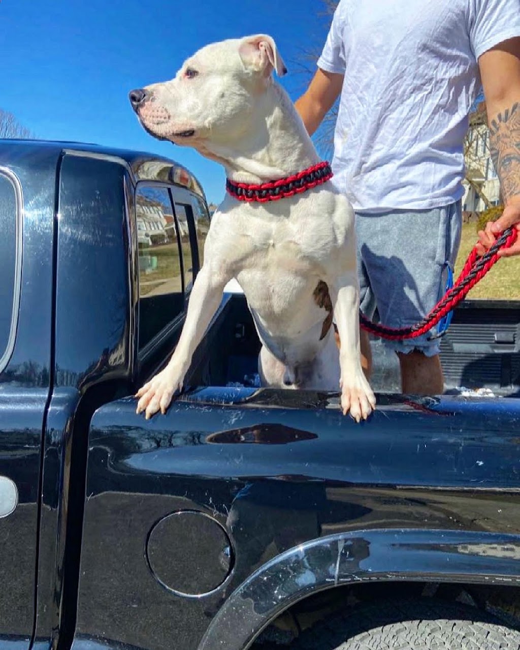 K9 Heat | 50 St Andrews Ct, Lakewood, NJ 08701, USA | Phone: (732) 503-1868