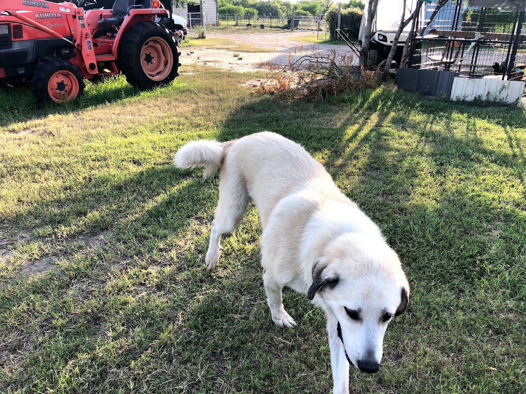 Gulf Breeze Alpaca & Sheep Ranch & Lodging | 200 County Road 6B (aka Lakeview Dr, Co Rd 6B, Lake City, TX 78368, USA | Phone: (361) 537-0503