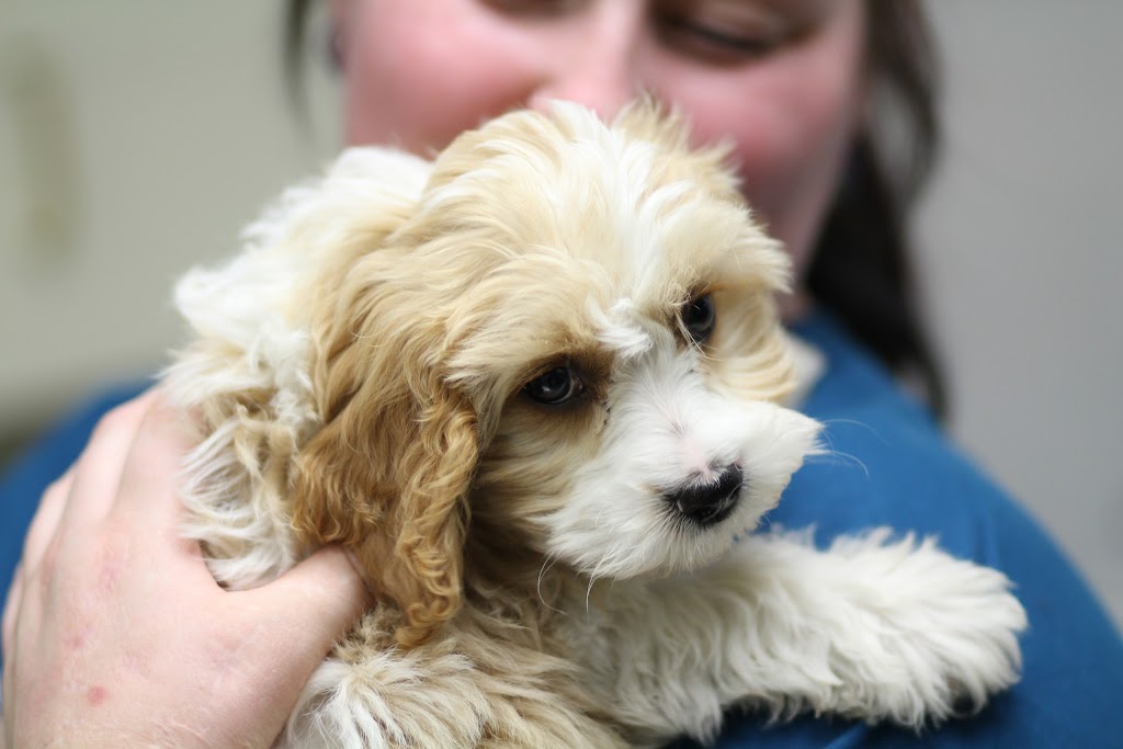 Brighton Veterinary Hospital | 2615 Mississippi St, New Brighton, MN 55112, USA | Phone: (651) 636-1063