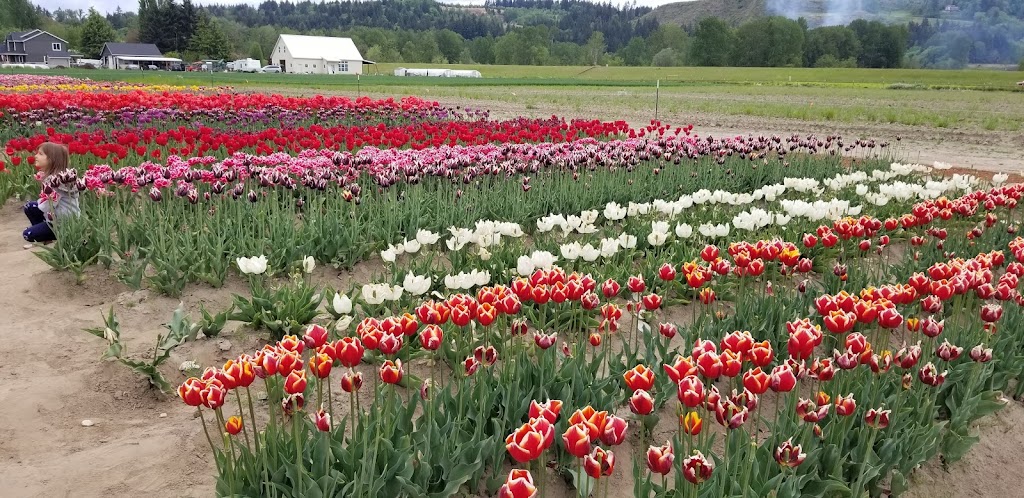 Holland America Flower Gardens | 1066 S Pekin Rd, Woodland, WA 98674, USA | Phone: (360) 225-4512