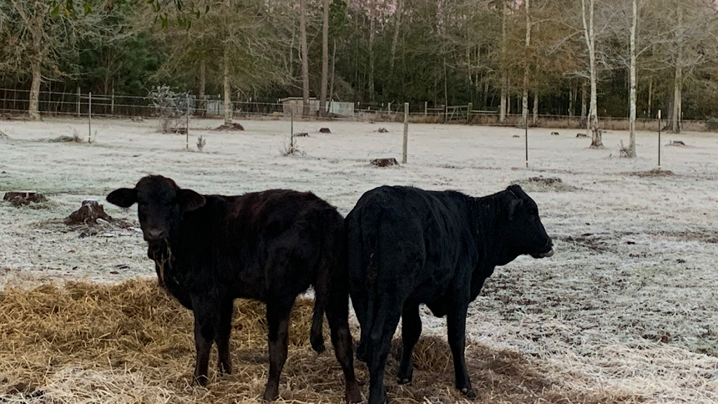 Black Creek Farm llc | 4421 MS-43, Picayune, MS 39466, USA | Phone: (601) 916-1610