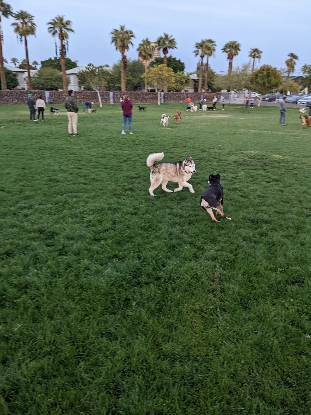 Hance Park Dog Park | 323 W Culver St, Phoenix, AZ 85003, USA | Phone: (602) 262-6011