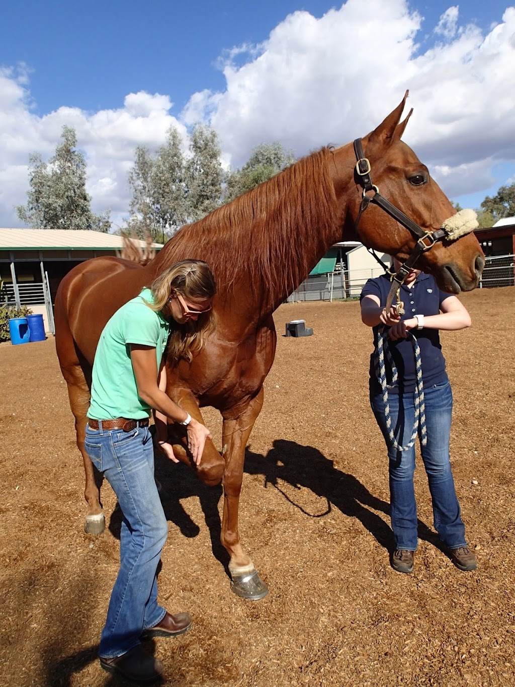 Southwest Equine Hospital | 6001 E Bell Rd, Scottsdale, AZ 85254, USA | Phone: (480) 998-9460