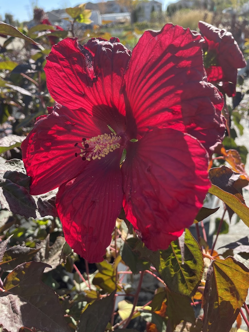 Arbor Farms Nursery | 16761 N Idaho Center Blvd, Nampa, ID 83687, USA | Phone: (208) 941-3000