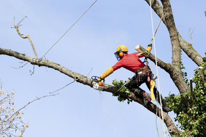 Ax Men Tree Service LLC | 1191 Sumner Rd, Darien Center, NY 14040, USA | Phone: (716) 998-8780