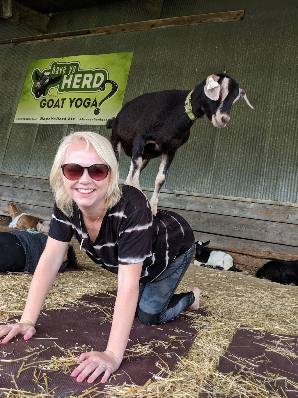 Have Ya Herd Goat Yoga & Corn Maze | 517 County Rd Ss, Roberts, WI 54023, USA | Phone: (612) 816-0722