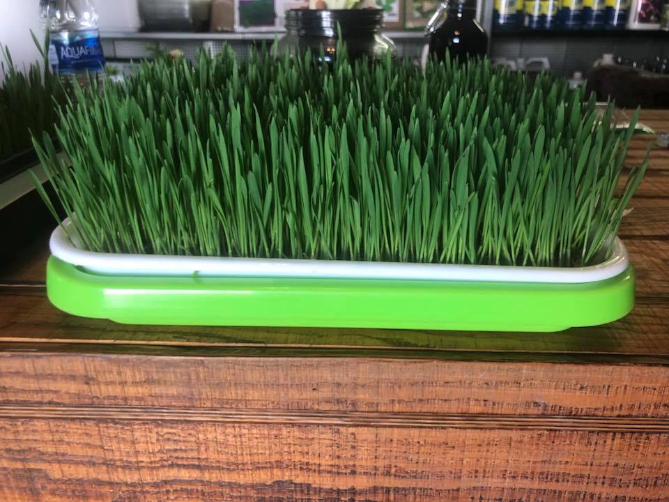 Wicked Green LLC | 16447 US Hwy 41, Spring Hill, FL 34610, USA | Phone: (813) 528-5848