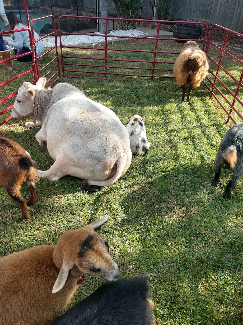 Funny Farm Petting Zoo | 15162 Ponderosa Ln, Auburn, CA 95603, USA | Phone: (916) 407-9867