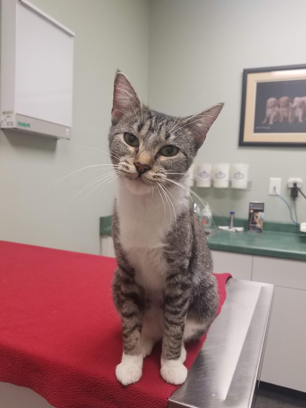 Tillie Lake Veterinary Clinic | W227 N16825, Tillie Lake Ct, Jackson, WI 53037, USA | Phone: (262) 677-3406