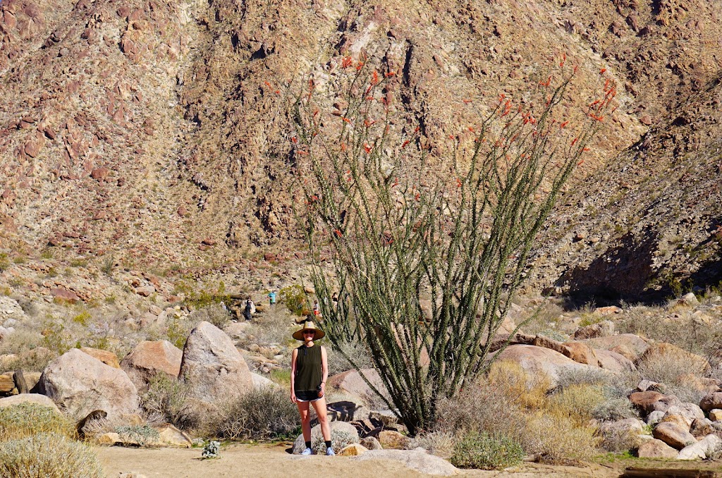 Borrego Palm Canyon Trailhead & Parking | Unnamed Road, Borrego Springs, CA 92004, USA | Phone: (760) 767-4037