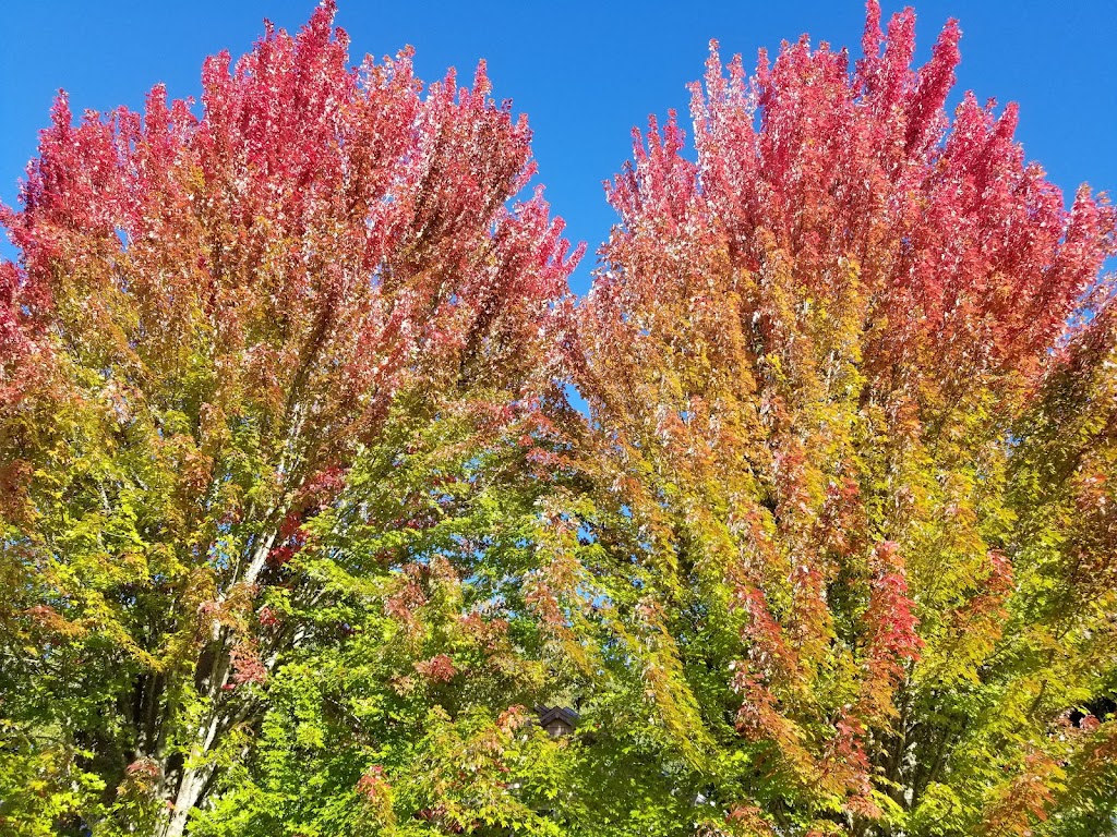 Kaiser Woods Natural Area | Portland, OR 97229, USA | Phone: (503) 645-6433