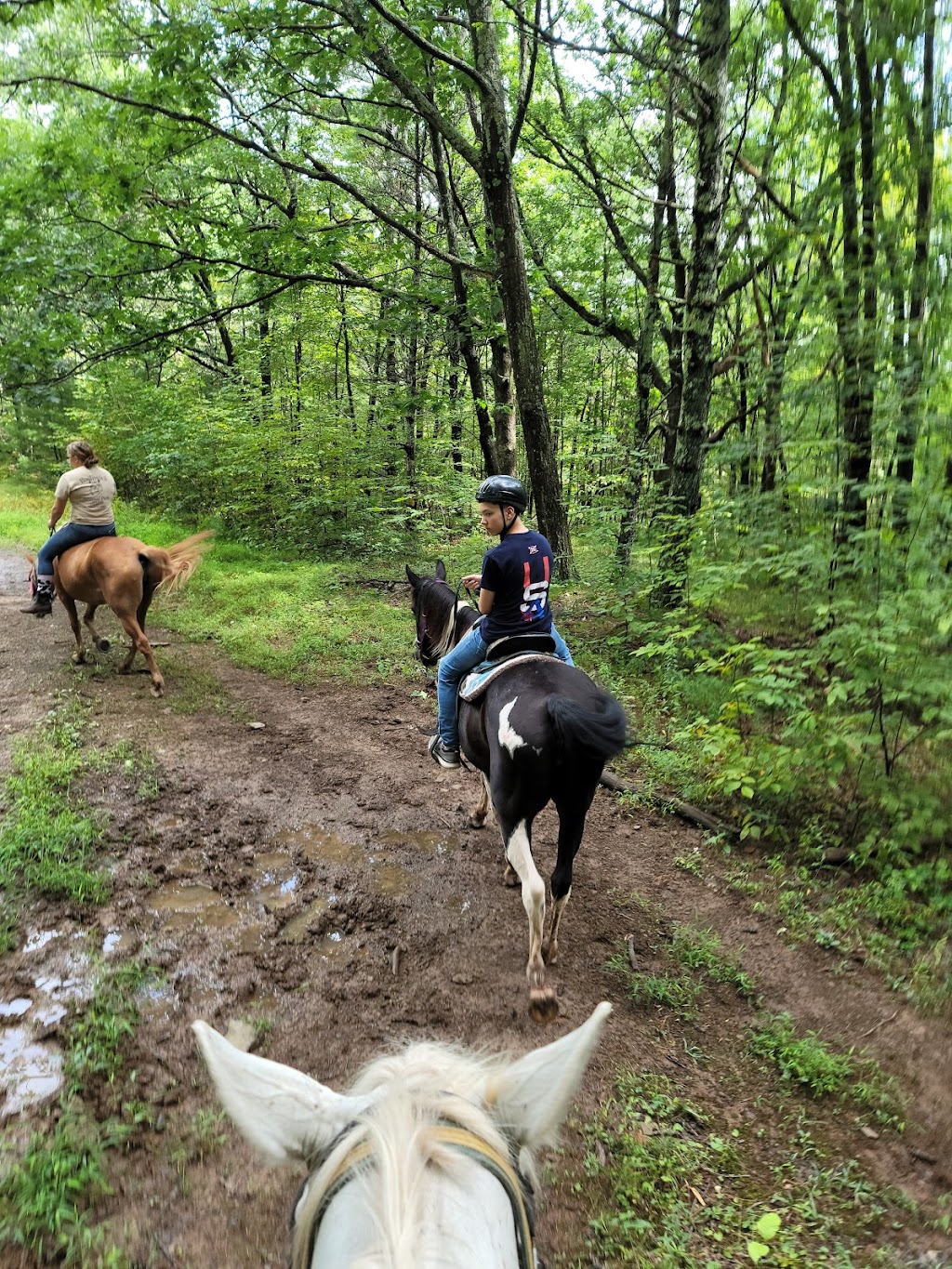 Bailiwick Animal Park and Riding Stables | 118 Castle Rd, Catskill, NY 12414, USA | Phone: (518) 678-5665