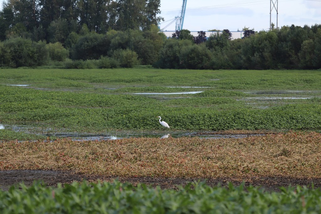 Smith and Bybee Wetlands Natural Area | 5300 N Marine Dr, Portland, OR 97203, USA | Phone: (503) 797-1545