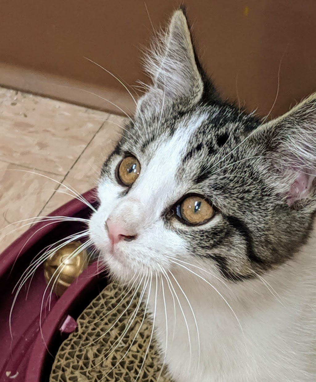 Genesee County Animal Shelter | 3841 W Main Street Rd, Batavia, NY 14020, USA | Phone: (585) 343-6410