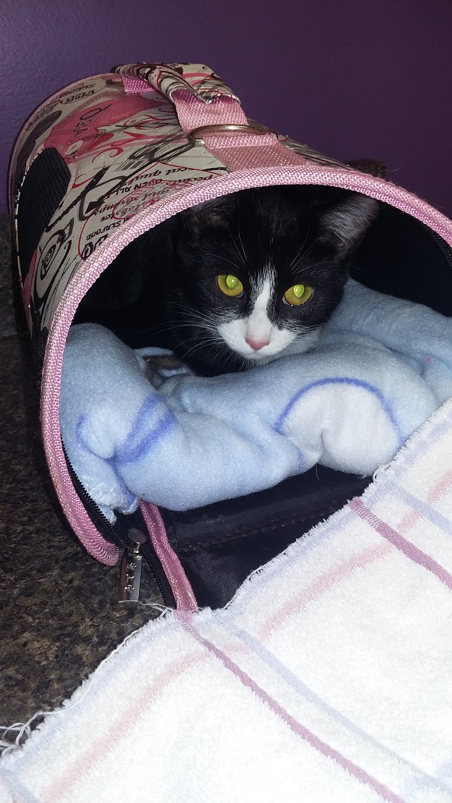 Geneva Veterinary Clinic | 254 S Broadway, Geneva, OH 44041, USA | Phone: (440) 361-4363