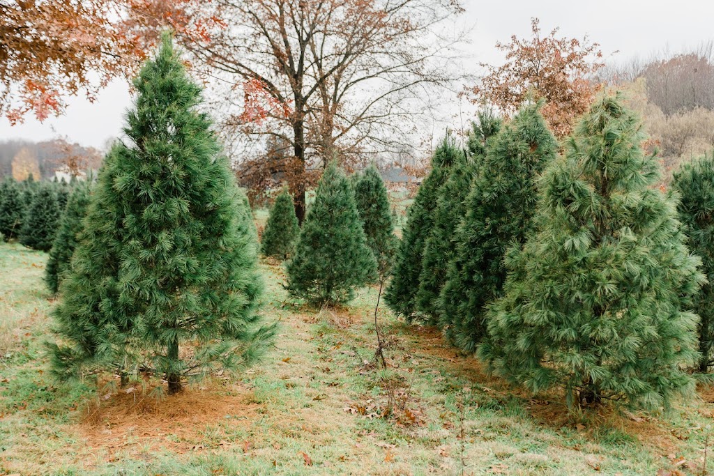 Rauh Christmas Tree Farm | 3001 N River Rd, Stow, OH 44224, USA | Phone: (330) 678-7474