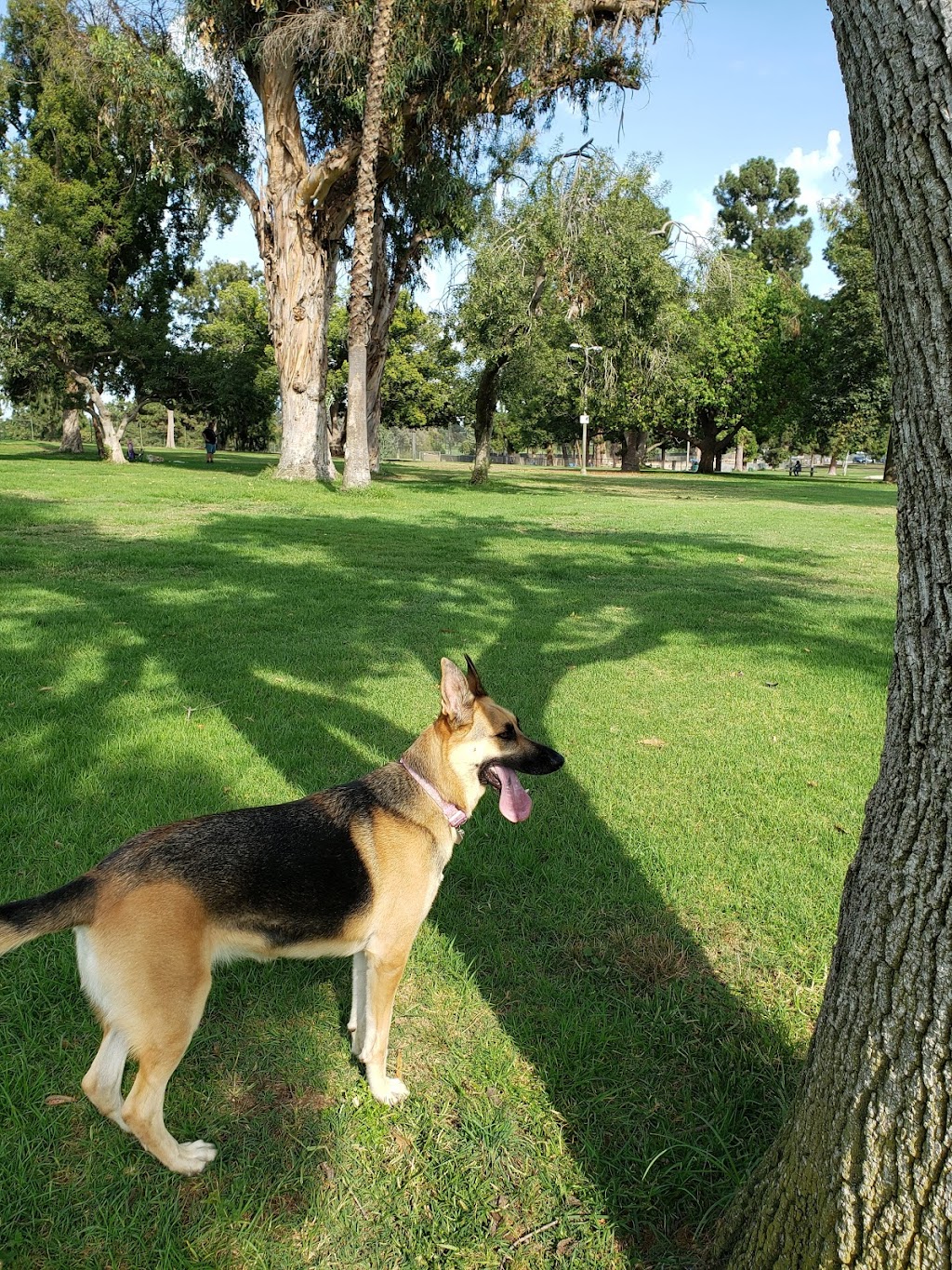 Recreation Dog Park | 5201 E 7th St, Long Beach, CA 90804, USA | Phone: (562) 570-7387