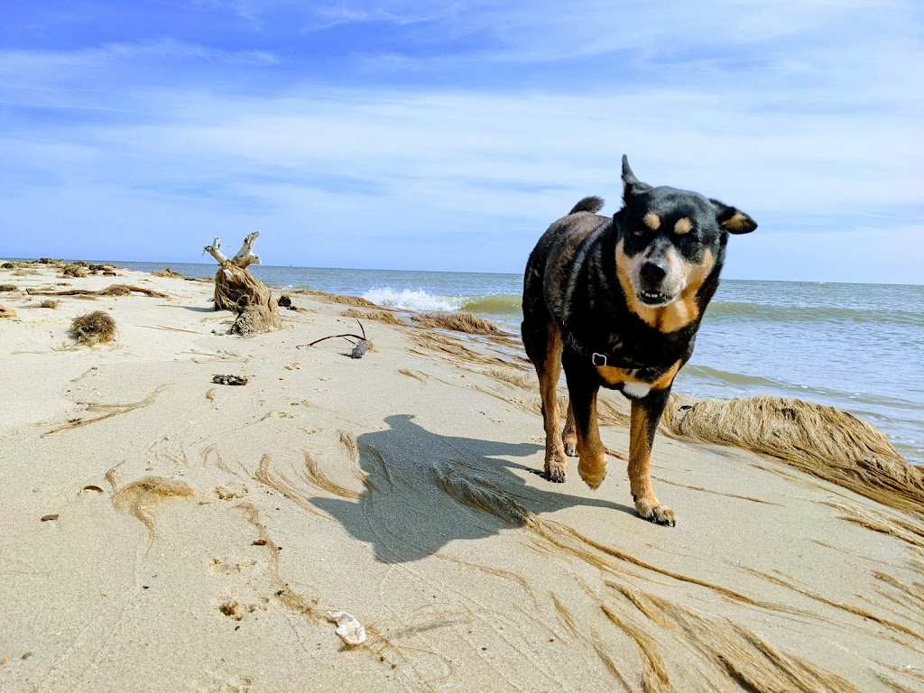 Bethel Beach Natural Area Preserve | State Rte 609, Onemo, VA 23130, USA | Phone: (804) 786-7951