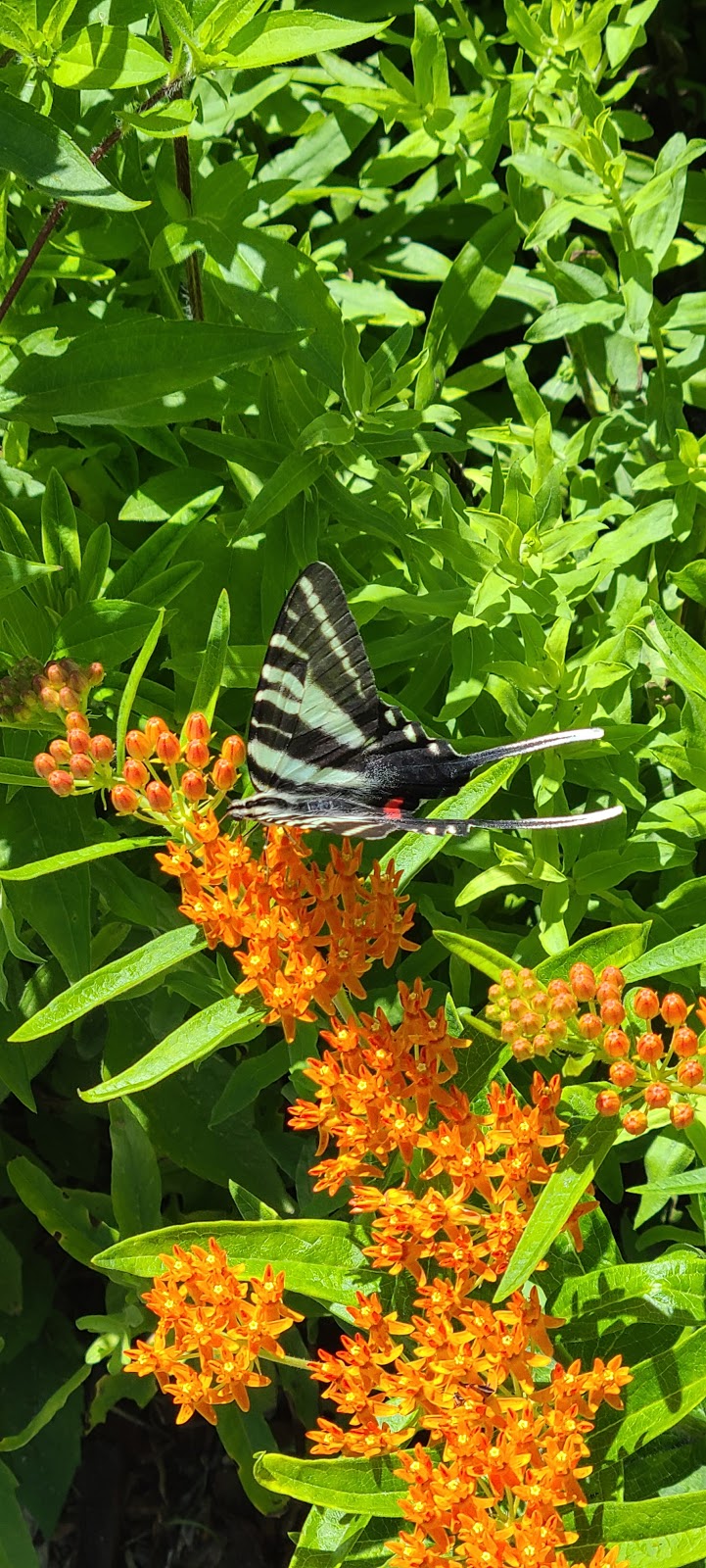 Patuxent Research Refuge | Wildlife Loop S, Bowie, MD 20720, USA | Phone: (301) 497-5772