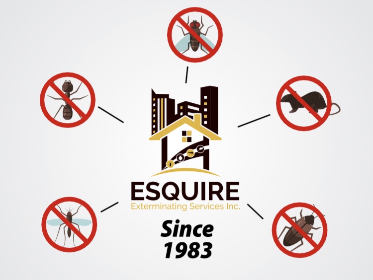 Esquire Exterminating Services Inc | 239 Nassau Ave, Brooklyn, NY 11222, USA | Phone: (718) 349-0482