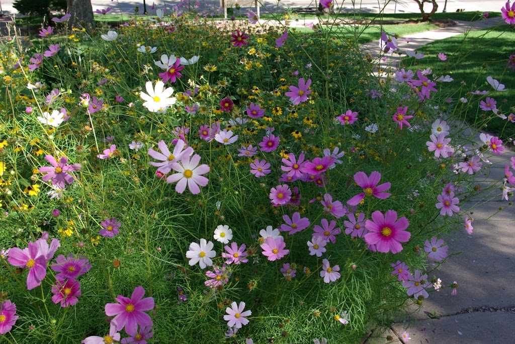 Clean Air Lawn Care Colorado Springs | 398 Pilot Knob Ave, Manitou Springs, CO 80829, USA | Phone: (719) 650-5491